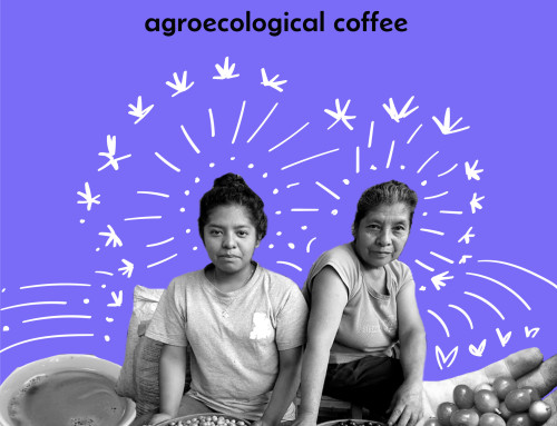 News From the Land 2025 – Safeguarding the Coffee Forest through Solidarity Networks